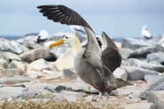 Samičce albatrosa se v 70 letech vylíhlo mládě. Vyseděla jich už 30, partnery měnila