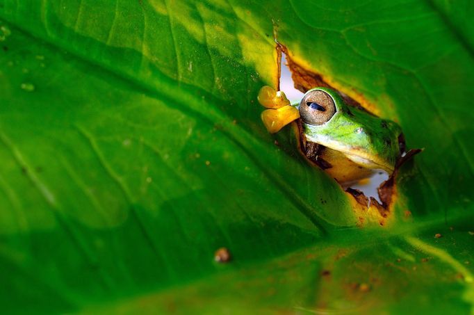 Finalisté fotosoutěže Comedy Wildlife Photography Awards 2018