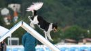 Mezinárodní kynologické závody Prague Agility Party 2022, závodiště Velká Chuchle