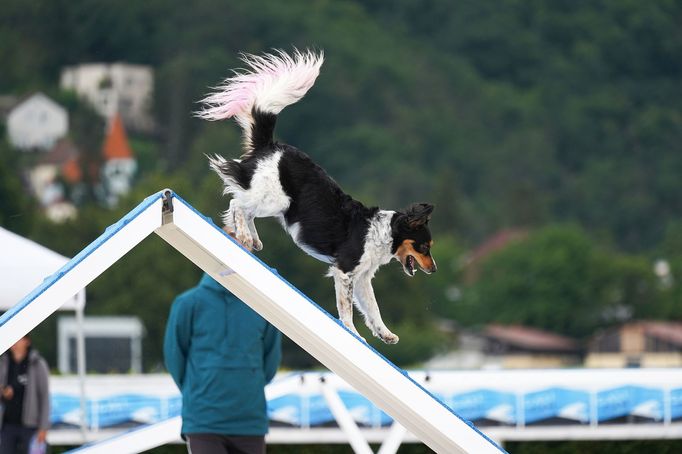 Mezinárodní kynologické závody Prague Agility Party 2022, závodiště Velká Chuchle