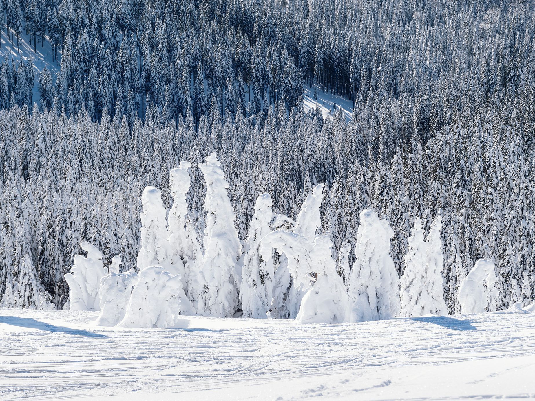 Krkonoše, zimní stezka z Lysé hory na Vrbatovu boudu