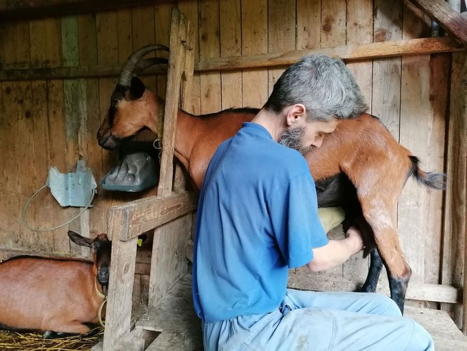 Lojza dojí kozy každé ráno a večer. Z jednoho dojení má přibližně devět litrů mléka.