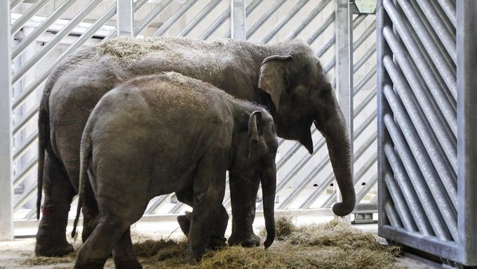 Podívejte se: Do pražské zoo dorazily slonice z Rotterdamu