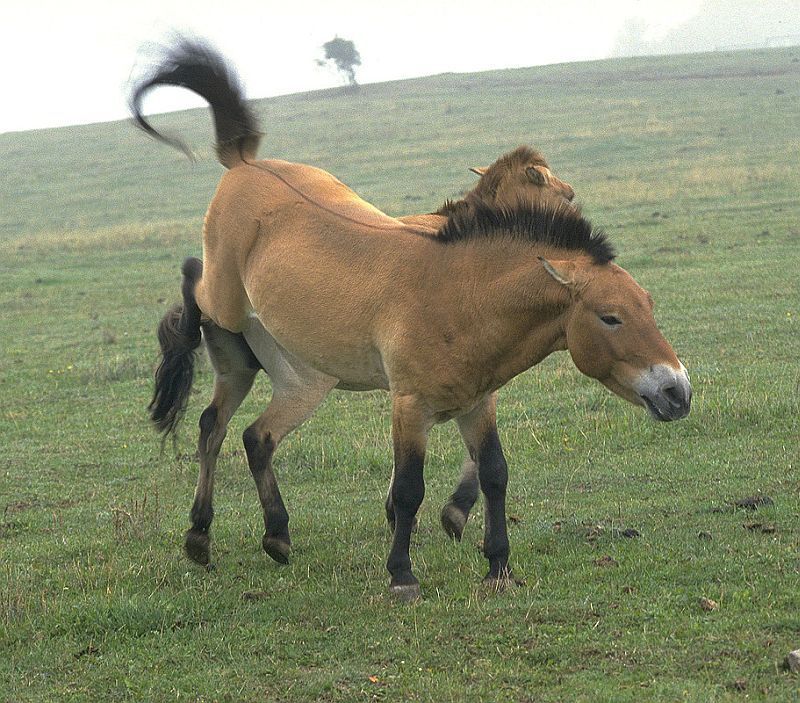 Kůň Převalského