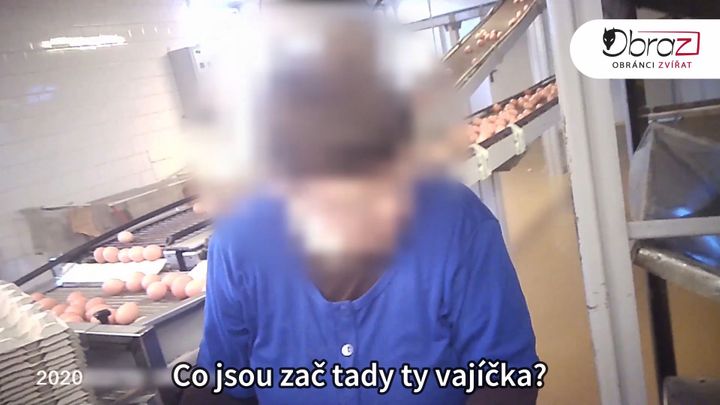 Velký vaječný podvod: Farmy míchají ta z klecí s podestýlkovými, aby se prodala dráž