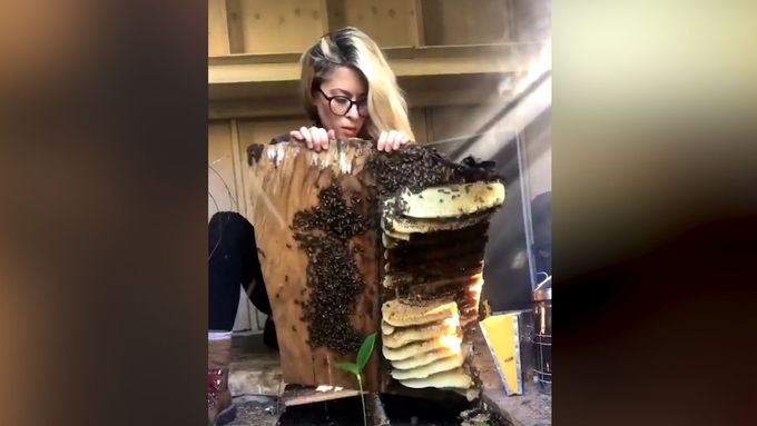 Včelařka Erika Thompsonová z amerického Texasu zachránila včelí hnízdo, které bylo uvězněné pod podlahou zahradního domku více než dva roky.