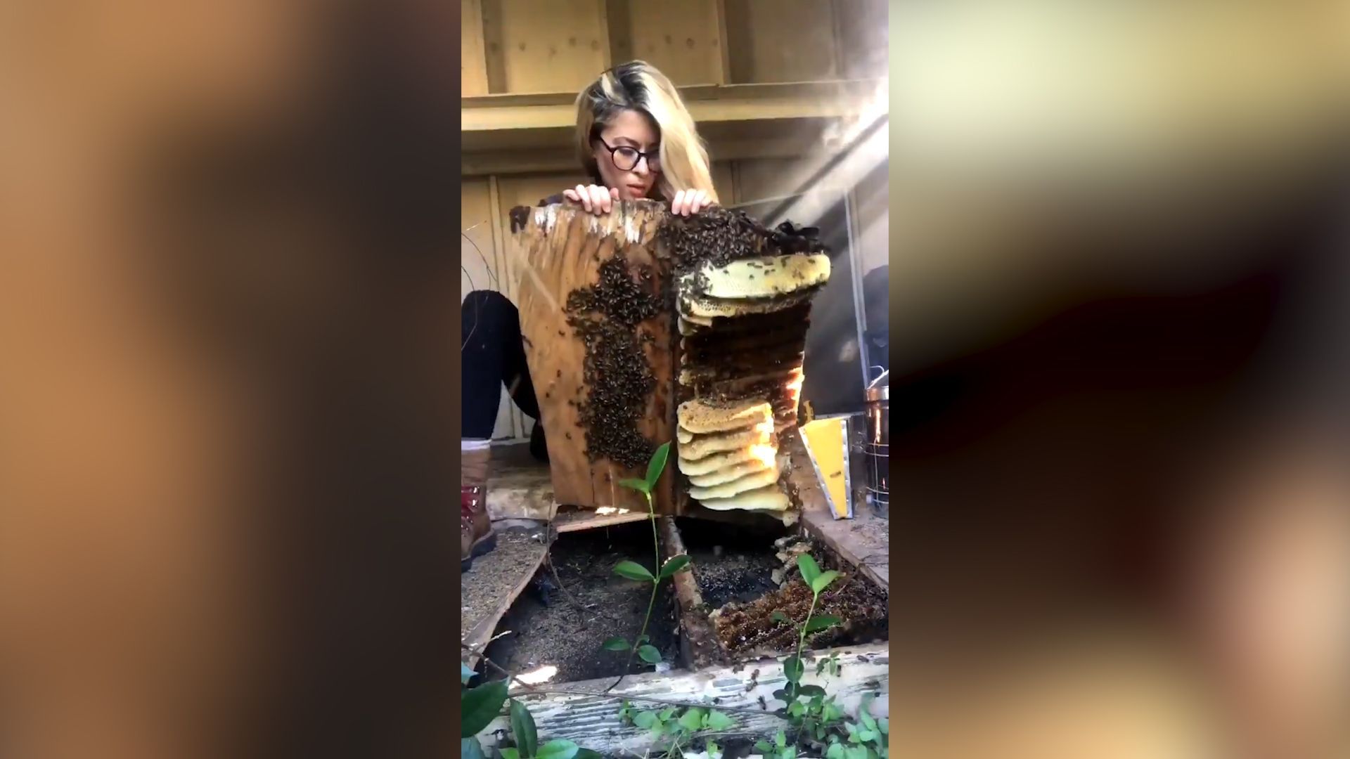 Včelařka Erika Thompsonová z amerického Texasu zachránila včelí hnízdo.