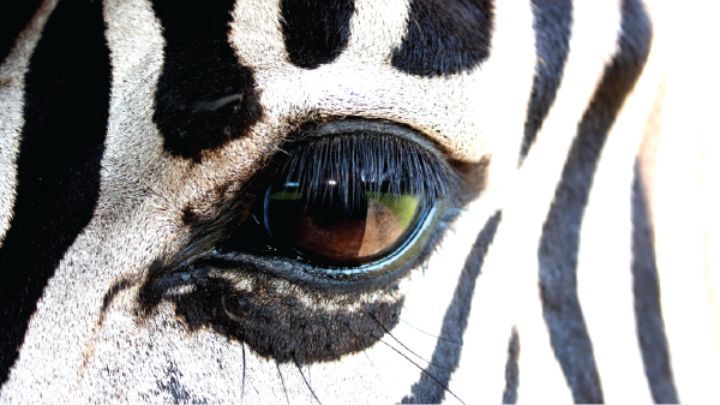 Zebra- zonky