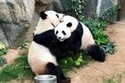 Pandy v zoo o sebe deset let nejevily zájem. Sexuálně se sblížily až během pandemie