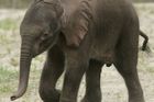 Vědci našli stovky divokých slonů na pustém ostrově