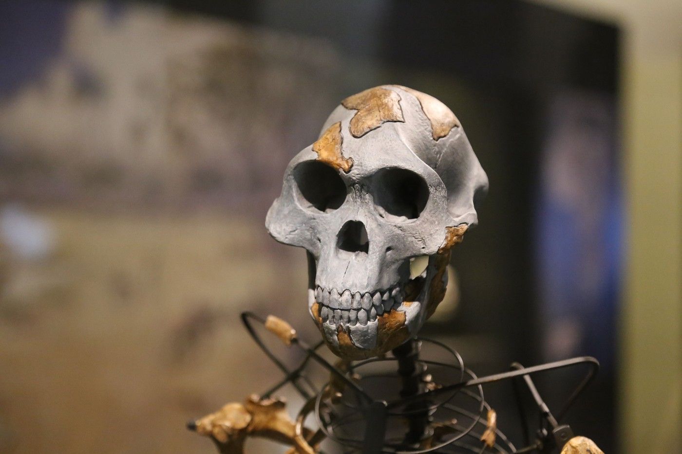 Lucy, kostra, Australopithecus, Etiopie, Národní muzeum, zapůjčení, Domácí