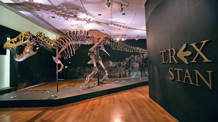 Dinosaurus v obýváku. Fosilie se staly módou bohatých, v aukcích za ně utrácí miliony