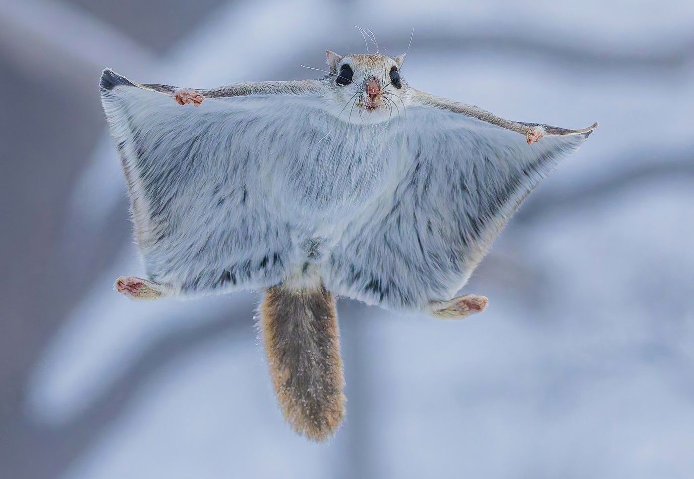 Japonské veverky Ezo