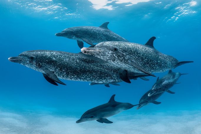 Vítězové soutěže Underwater Photographer of the Year 2024