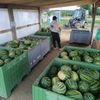 Farma Pech