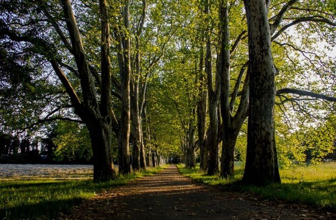 Platanová alej ve Strážnici (Jihomoravský kraj).   Malebnou platanovou alej, na kterou se díváte, najdete v zámeckém parku města Strážnice. K tomuto překrásnému místu mám své osobní citové pouto, a to nejenom já, jak se dozvíte o několik řádků níže.  Již sedm let od té doby uplynulo, kdy jsem stál na tomto místě poprvé. Byl to slunný květnový den. Stál jsem poblíž této aleje a čekal, až se místo vylidní, protože jsem si ji chtěl vyfotit. Netrvalo dlouho a dočkal jsem se. Mohl jsem zvesela začít fotit. Zabraný do focení jsem si ani nevšiml, že za mnou stojí dívka. Čekala, až dofotím, aby mi nepřekážela v záběru. Spatřil jsem ji poté, co jsem se otočil. Na první pohled jsem byl její krásou okouzlen.  Usmál jsem se na ni a pravil: "Díky." Ona se jenom pousmála a vydala se napříč alejí. Otočil jsem se za ní a drze na ni zvolal: "Hej, nechce tak krásná dívka udělat pár fotek?" Nechtěla. Pospíchala, prý na ni už čekali. Přemlouval jsem ji. Po kratším přemlouvání svolila jednu jedinou fotku. Neváhal jsem. Ještě jsem si od ní vzal kontakt s tím, že ji musím výslednou fotku přeci poslat. Kontakt jsem dostal, slib jsem dodržel a po pár příjemných setkáních jsme se více sblížili a od té doby jsme spolu sedm let. Moc za to děkuji.