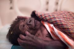 V pražské zoo se narodila gorila, matka se o ni nestará