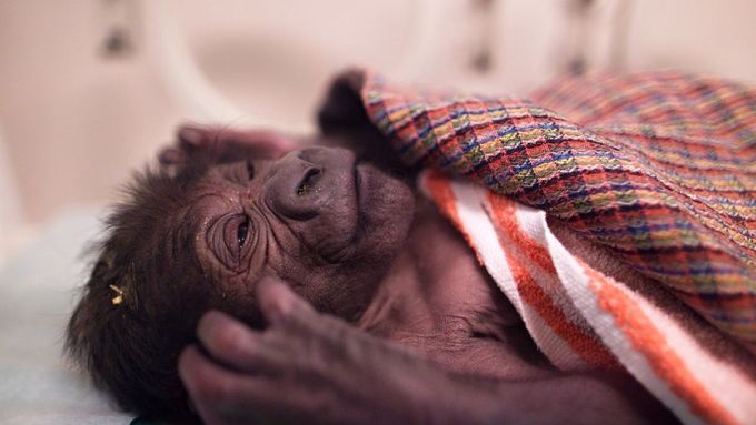 Nově narozené gorilí mládě.
