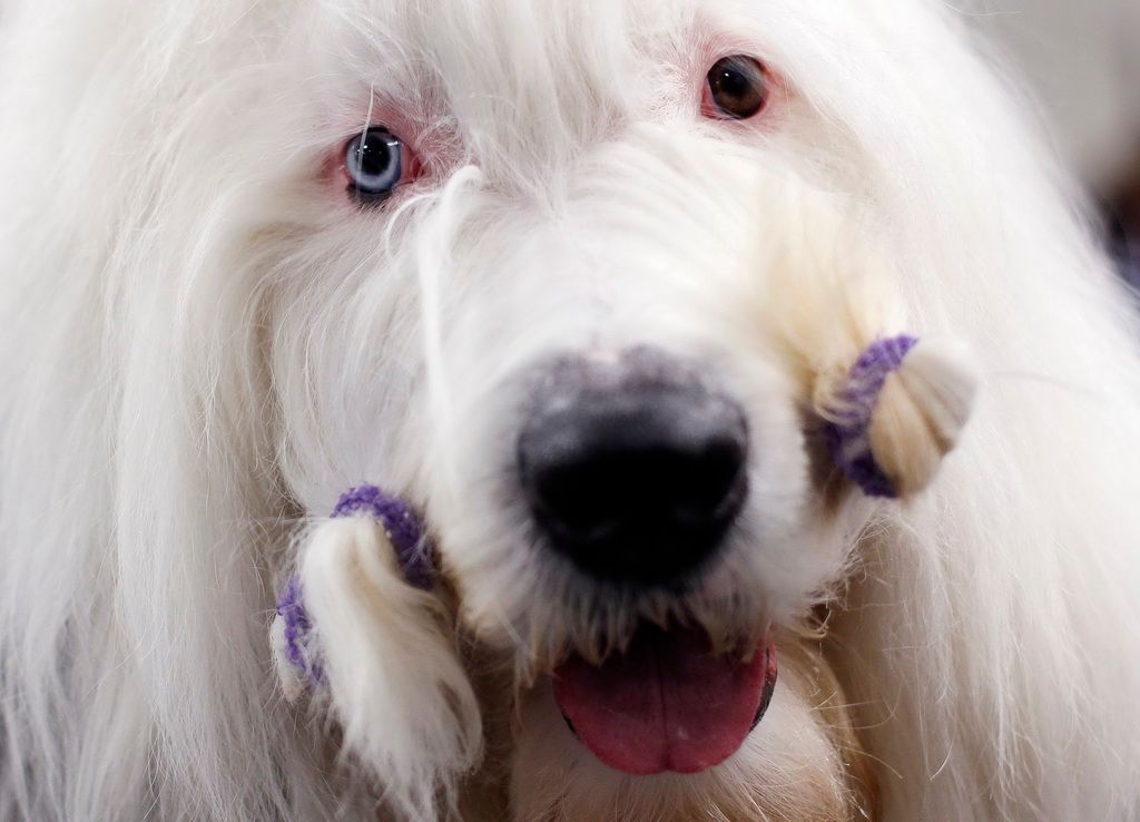 Westminster Kennel Club Dog Show