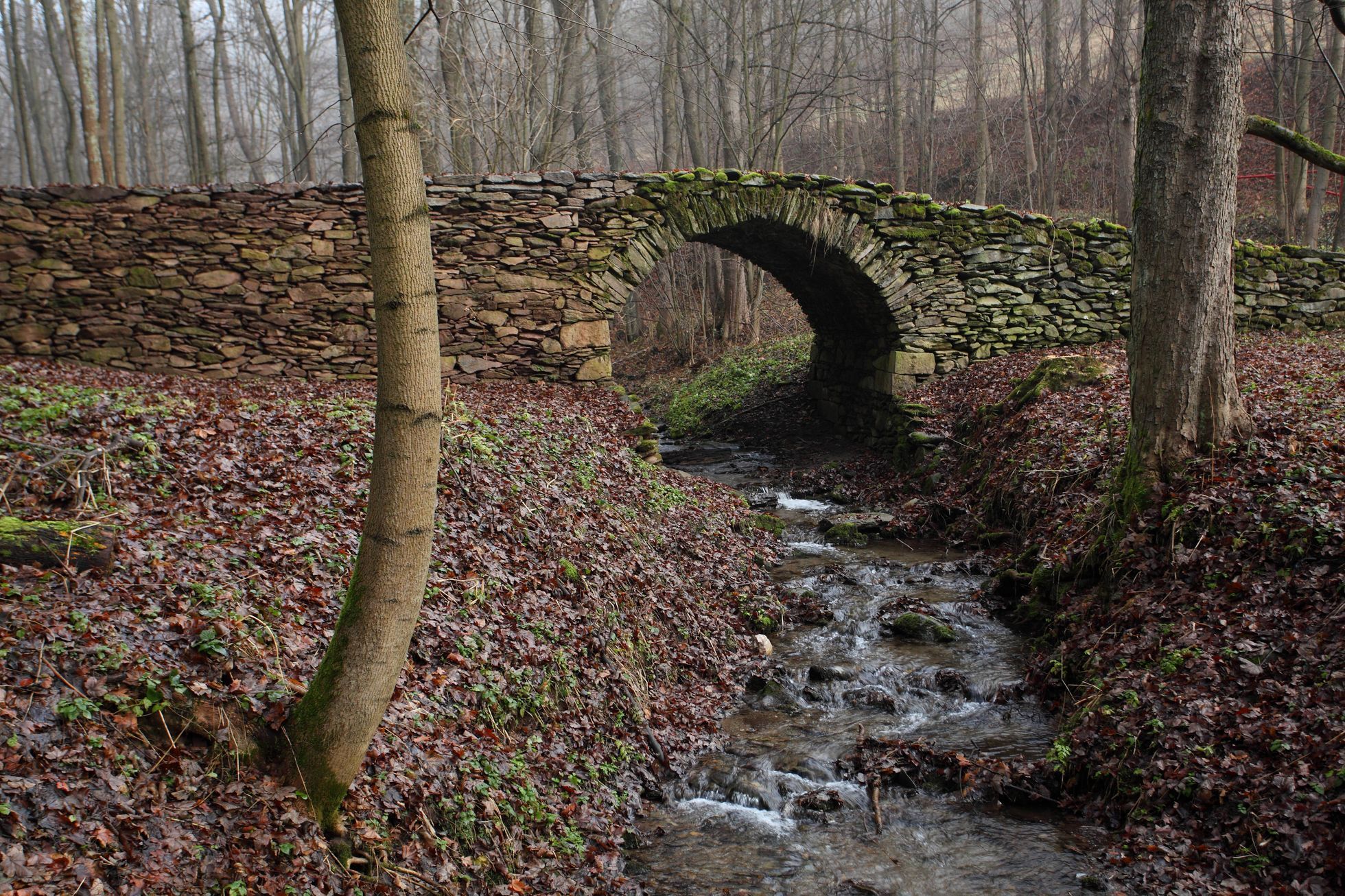Krokonoše Svoboda, Rýchory, Sklenářovice, Mladé buky
