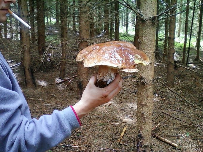 Houby jsou z Tachovska Plzeňský kraj, Hana Křemenová