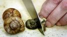 Jean Pierre Erlenmyer, chef at the Pfalzhotel Asselheim in Gruenstadt, southwestern Germany, prepares snails 26 June 2007. The snails (helix pomatia) coming from the "Pfalzschnecke" snail breeding farm can reach a length up to 10 centimeters and a weight of about 30 grams each. AFP PHOTO DDP/TORSTEN SILZ GERMANY OUT