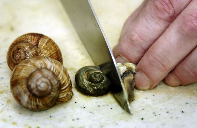 Jean Pierre Erlenmyer, chef at the Pfalzhotel Asselheim in Gruenstadt, southwestern Germany, prepares snails 26 June 2007. The snails (helix pomatia) coming from the "Pfalzschnecke" snail breeding farm can reach a length up to 10 centimeters and a weight of about 30 grams each. AFP PHOTO DDP/TORSTEN SILZ GERMANY OUT