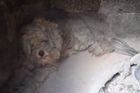 Záchranáři našli uprostřed spáleného řeckého města živého psa. Schovával se v peci