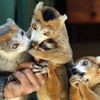 Lemur