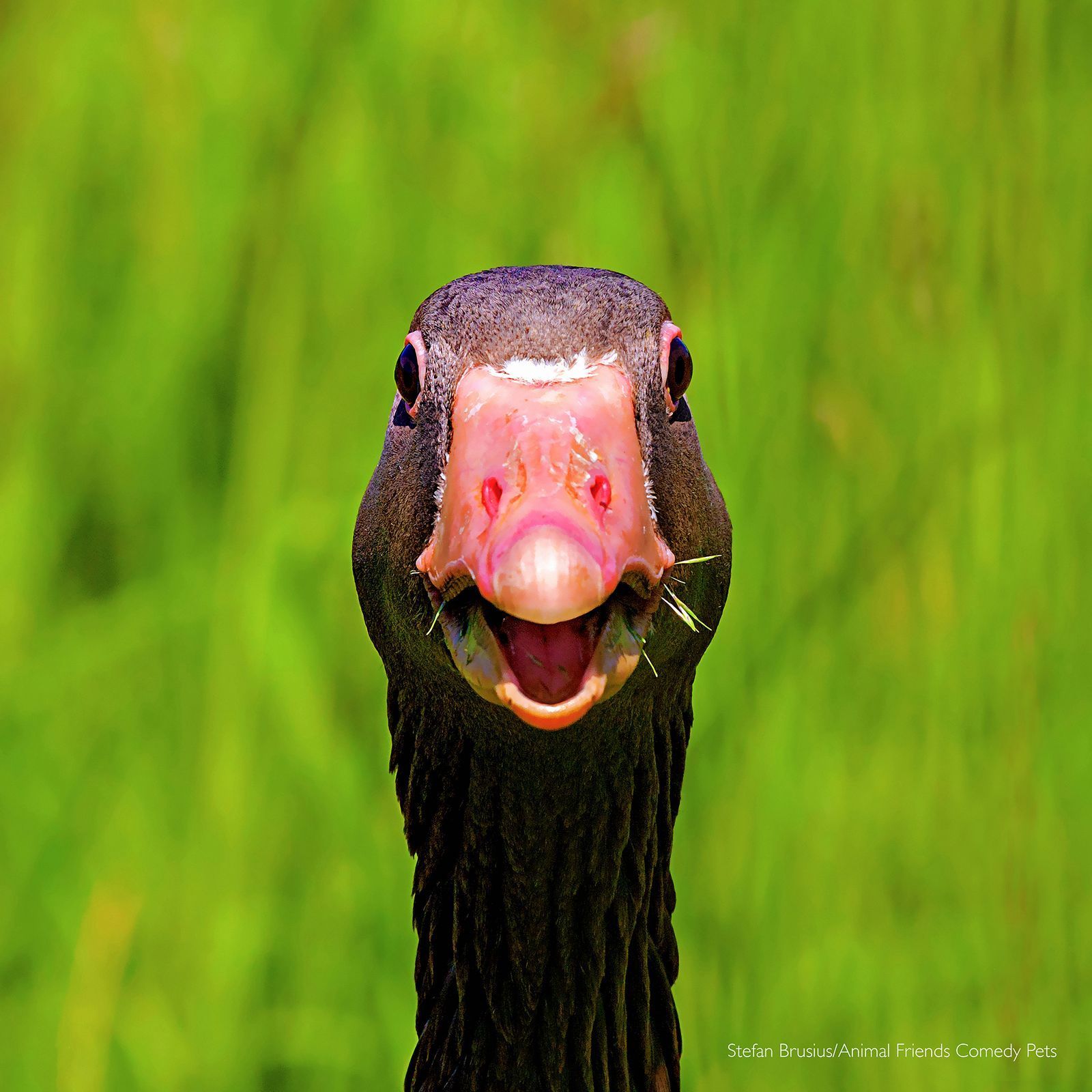 Finalisté fotografické soutěže Comedy Pet Photo Awards 2022