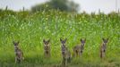 Fotografie ze soutěže Wildlife Photographer of the Year, které se utkají o cenu veřejnosti.