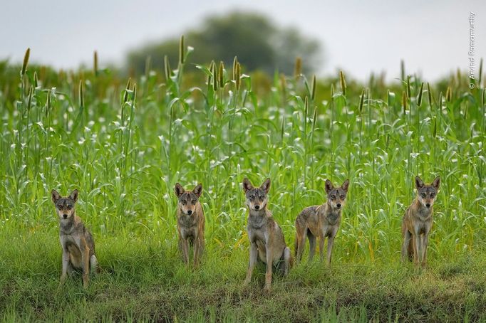 Fotografie ze soutěže Wildlife Photographer of the Year, které se utkají o cenu veřejnosti.