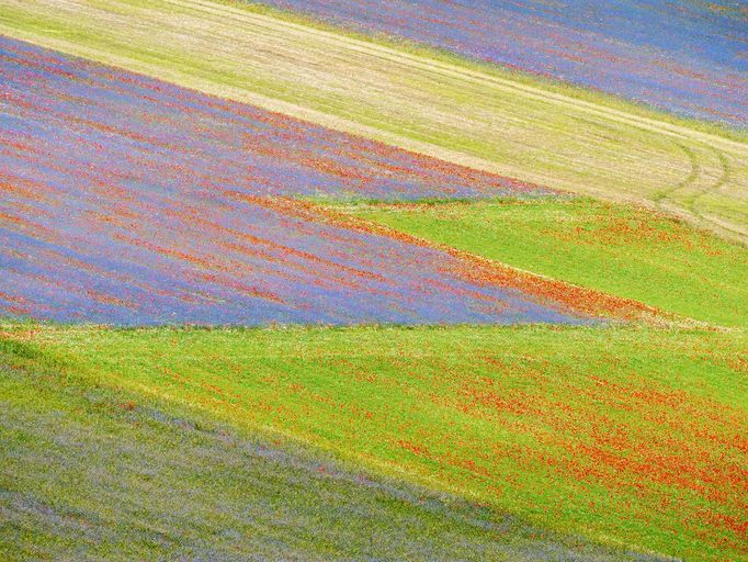 Rozkvetlá letní pole v okolí italské vesnice Castelluccio di Norcia