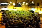 Policie obvinila 16 Srbů, Makedonců a Čechů z pěstování marihuany a dovozu kokainu
