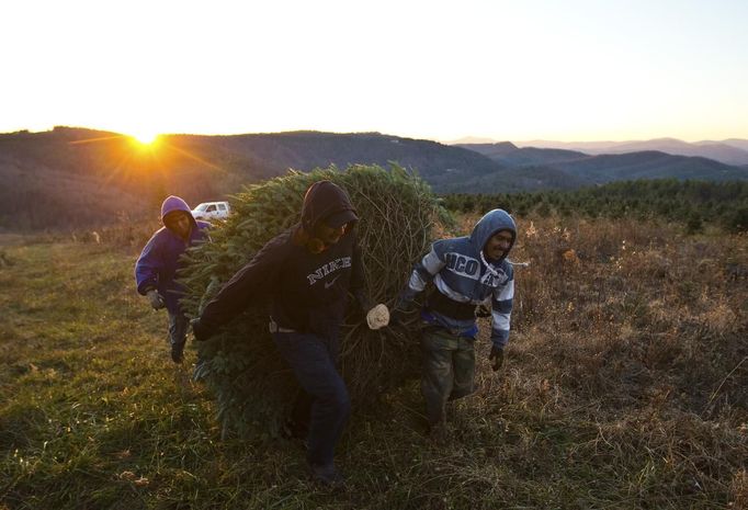 Abraham Plaza (L) and Eduardo Rosales (R) drag a Christmas tree through a field at the Omni Farm in West Jefferson, North Carolina, November 17, 2012. Crews at the farm will harvest nearly 20,000 Christmas trees this season. North Carolina has 1,500 Christmas tree growers with nearly 50 million Fraser Fir Christmas trees on over 35,000 acres. Picture taken November 17, 2012. REUTERS/Chris Keane (UNITED STATES - Tags: BUSINESS EMPLOYMENT ENVIRONMENT AGRICULTURE SOCIETY) Published: Lis. 19, 2012, 4:18 odp.