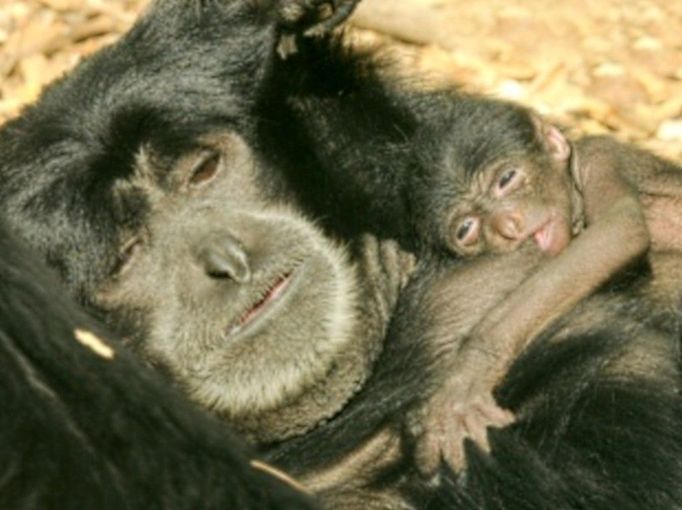 Gibony siamangy chovají v olomoucké zoo již od roku 1993. V současné době žije na pavilonu opic jeden pár těchto zajímavých primátů pocházejících z jihovýchodní Asie. Naposledy se jim mládě narodilo v roce 2001, na další olomoučtí chovatelé čekali celých 11 let až do 11. března letošního roku. Jejich nový potomek se má k světu, ale maminka jej pečlivě ukrývá a zatím není příliš vidět.