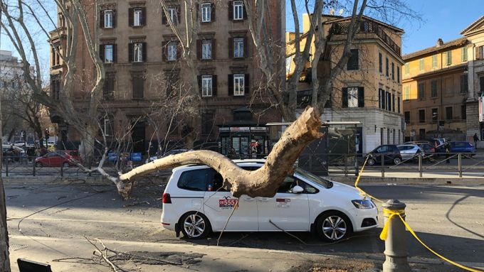 Spadlý strom v Římě