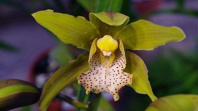 Jedna z ozdob liberecké ´botanky´ - orchidej cymbidium čili člunatec.