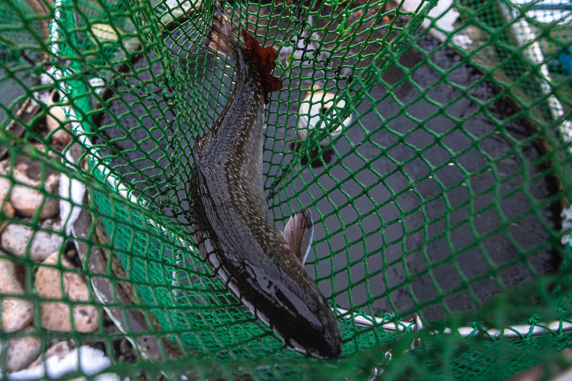 Kalendova Chabrybárna, rybárna a bistro v Dolních Chabrech