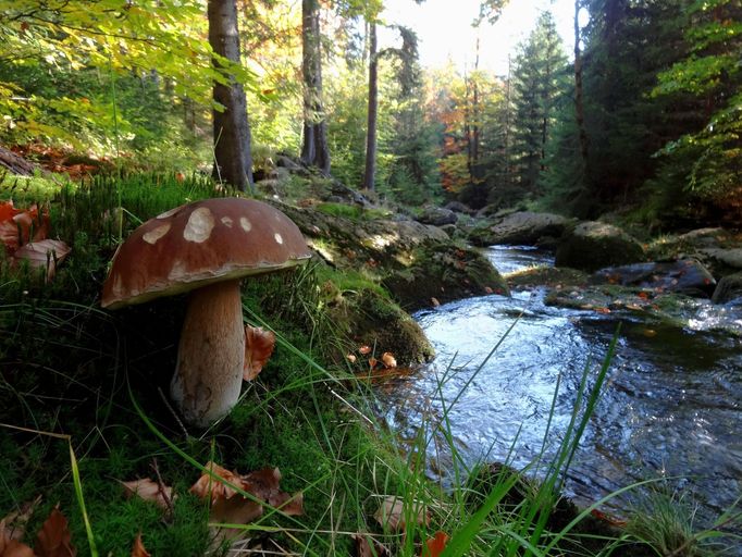 Fotosoutěž houby 2017