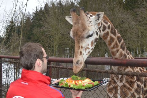 Petr Čech krmí žirafu v olomoucké ZOO