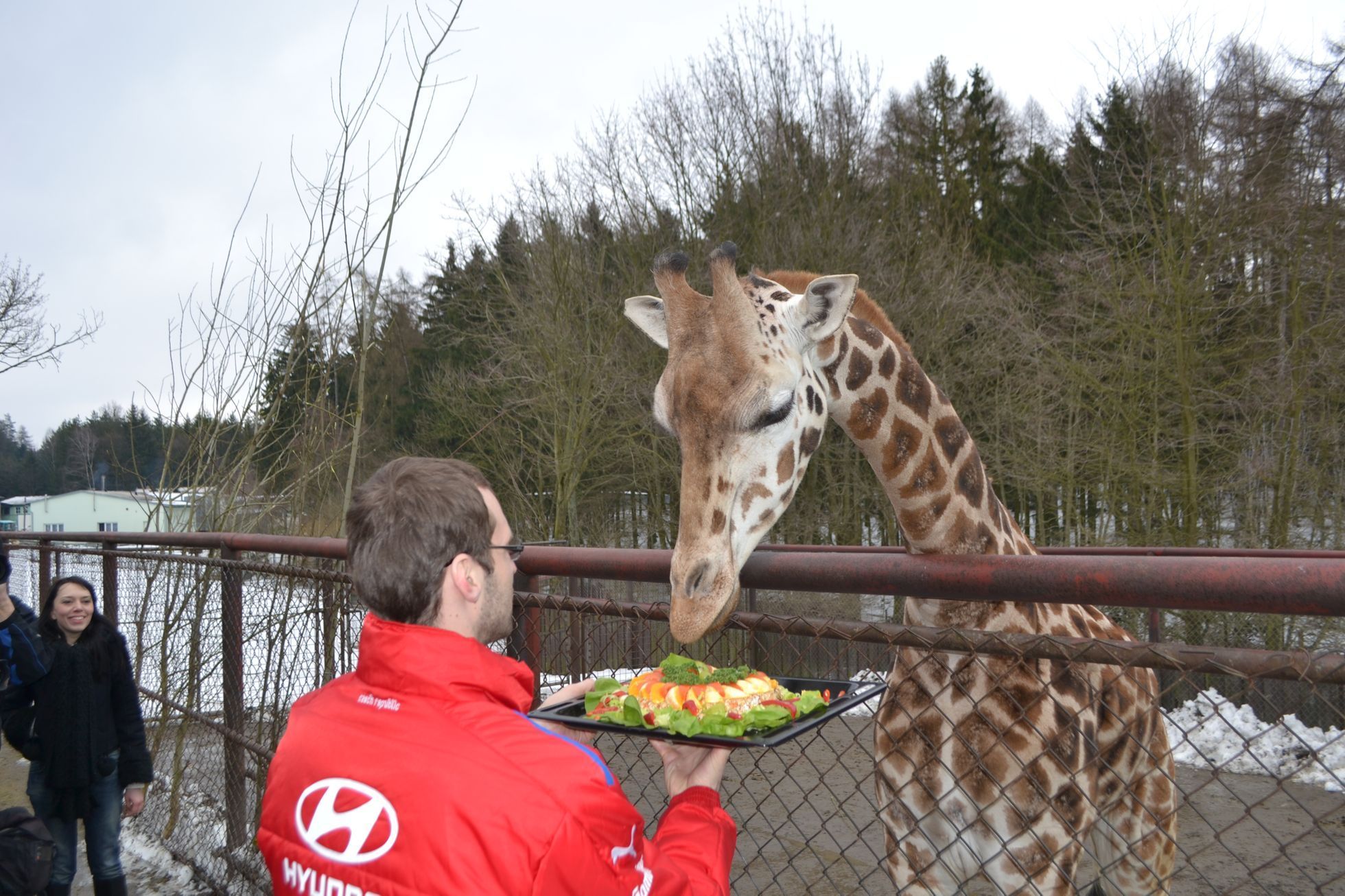 Petr Čech krmí žirafu v olomoucké ZOO