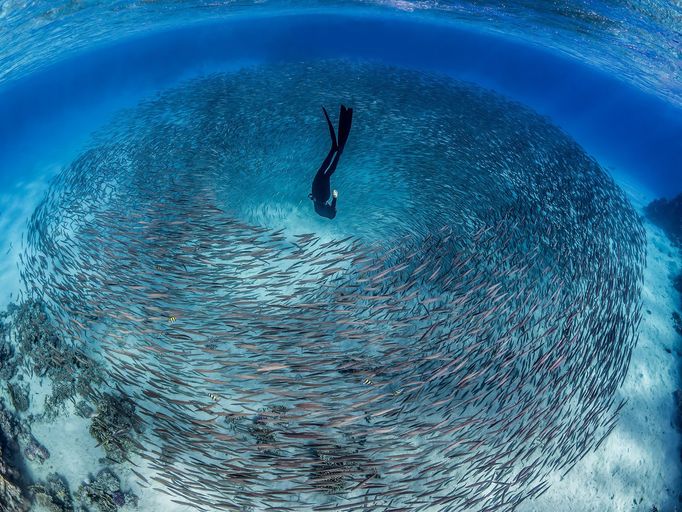 Vítězové soutěže Underwater Photographer of the Year 2024