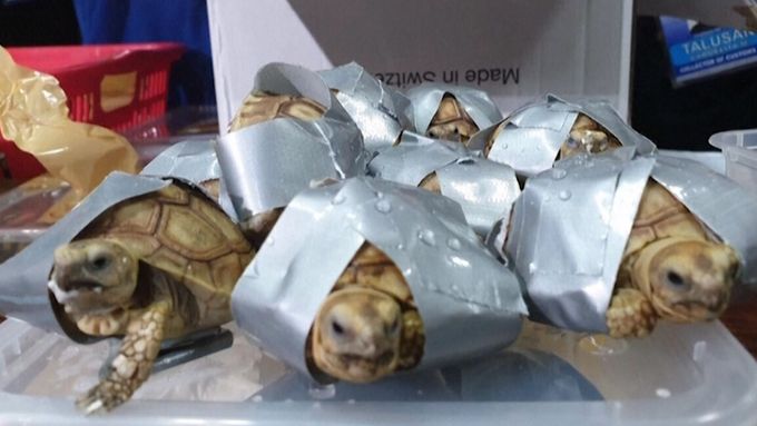 Ve čtyřech kufrech na letišti v Manile našli 1500 pašovaných želv