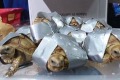 Na letišti v Manile našli 1500 živých želv. Na černém trhu by stály dva miliony