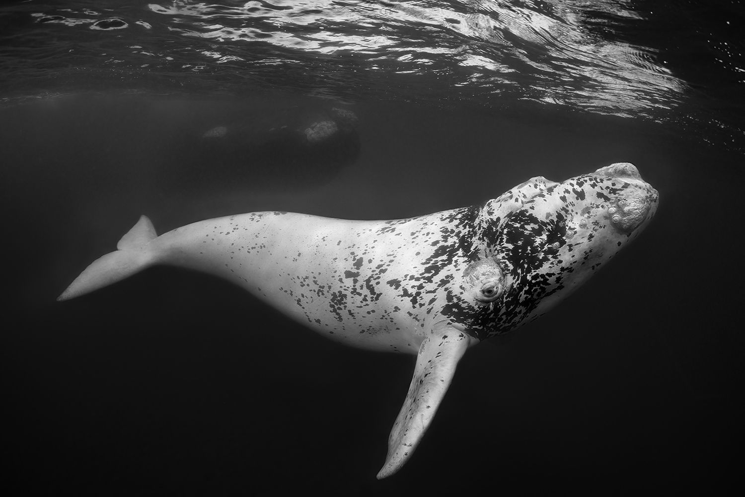 Vítězné fotografie ze soutěže Underwater Photographer of the Year 2023