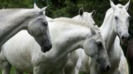 Koňská léčba by kromě Kostariky mohla pomoci i v okolních latinskoamerických zemích, kam by byla vyvážena. "Víme, že během pandemie je zdraví jedince závislé na zdraví jeho souseda," vysvětluje Alape. Vědci získali na vývoj léku grant od Středoamerické banky pro ekonomickou integraci v hodnotě půl milionu dolarů (přes 11 milionů korun).