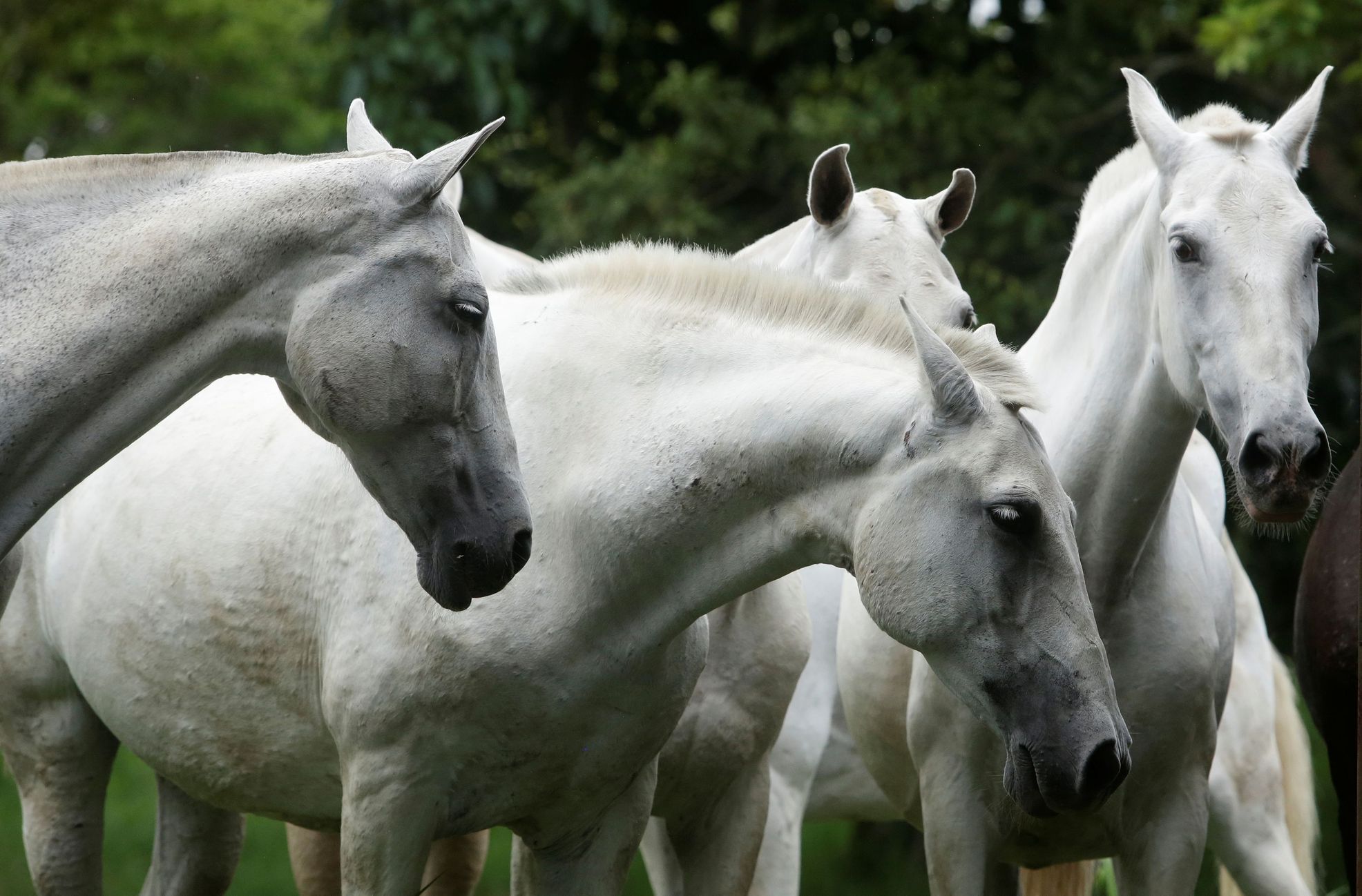 kůň koně costa rica koronavirus protilátky