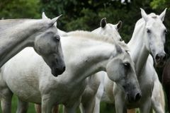 Francii děsí záhadné útoky na koně, někdo jim uřezává uši. Policii chybí stopy