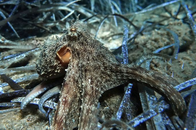 Odpad ležící na dně Egejského moře u řeckého ostrova Thasos. Září 2018.